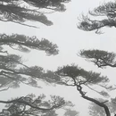 黄山旅游 缩略图 5