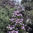林芝旅游 缩略图 2