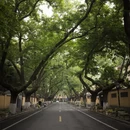 南京旅游 缩略图 6