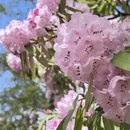 林芝旅游 缩略图 4