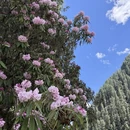 林芝旅游 缩略图 1