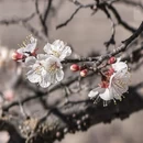 昌都旅游 缩略图 12