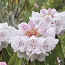 林芝旅游 缩略图 5