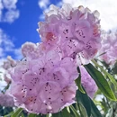 林芝旅游 缩略图 3