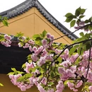 上海旅游 缩略图 10