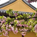 上海旅游 缩略图 3