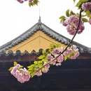 上海旅游 缩略图 4