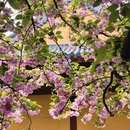 上海旅游 缩略图 9