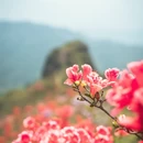 厦门旅游 缩略图 2