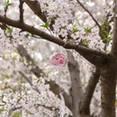 无锡旅游 缩略图 6