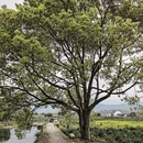 黄山旅游 缩略图 6