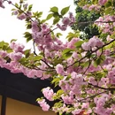 上海旅游 缩略图 11