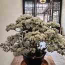 苏州旅游 缩略图 8