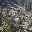 吉安旅游 缩略图 5