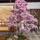 苏州旅游 缩略图 5