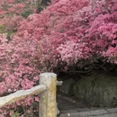 武汉旅游 缩略图 8