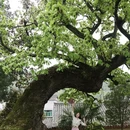 黄冈旅游 缩略图 10