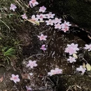 长沙旅游 缩略图 5