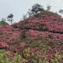 武汉旅游 缩略图 5