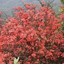 南京旅游 缩略图 2
