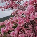 黄冈旅游 缩略图 5