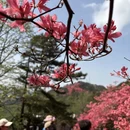 黄冈旅游 缩略图 13