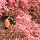 武汉旅游 缩略图 4