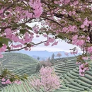杭州旅游 缩略图 2