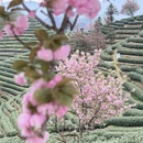 杭州旅游 缩略图 3