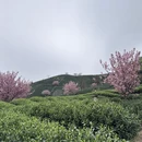 杭州旅游 缩略图 5