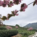 杭州旅游 缩略图 6