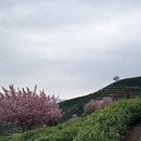 杭州旅游 缩略图 7