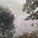 深圳旅游 缩略图 8