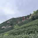 杭州旅游 缩略图 10