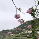 杭州旅游 缩略图 11