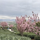 杭州旅游 缩略图 12