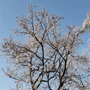 苏州旅游 缩略图 7