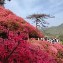武汉旅游 缩略图 4