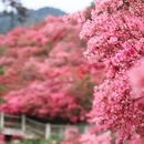 武汉旅游 缩略图 16