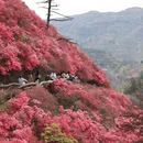 武汉旅游 缩略图 8