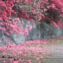 武汉旅游 缩略图 10