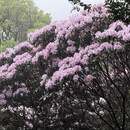 深圳旅游 缩略图 12