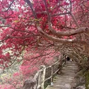 武汉旅游 缩略图 1