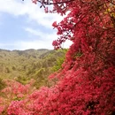 武汉旅游 缩略图 5