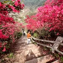 武汉旅游 缩略图 8