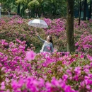武汉旅游 缩略图 5
