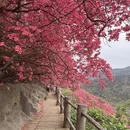 武汉旅游 缩略图 7