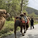 武汉旅游 缩略图 14