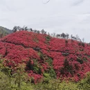 武汉旅游 缩略图 13
