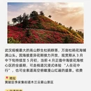 武汉旅游 缩略图 3